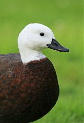 Paradise Shelduck